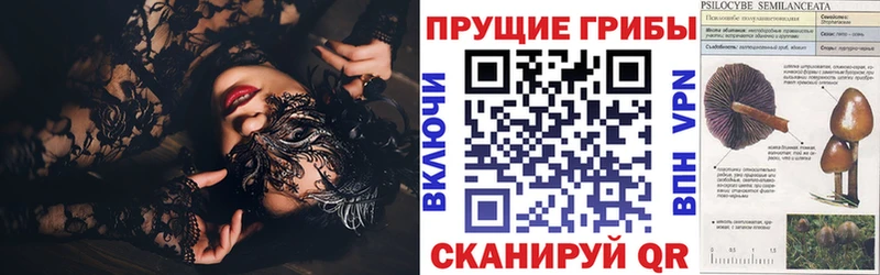 наркошоп  Великий Новгород  Галлюциногенные грибы Psilocybine cubensis 
